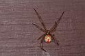 Latrodectus_hasselti_D3410_Z_85_E. of Nuendah homestead_Australie